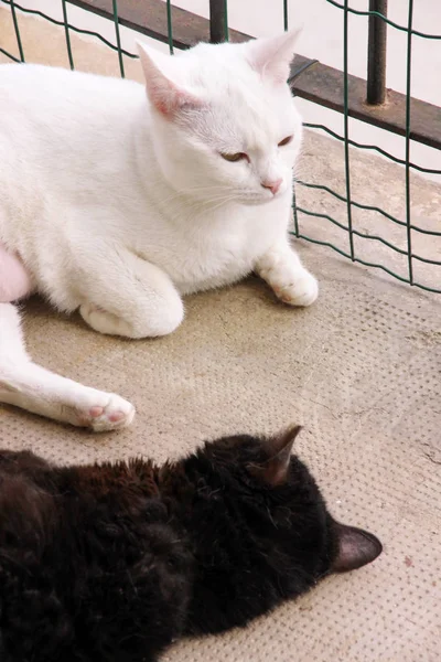Dvě sladké kočky na stavbě balkonu. Roztomilá a drahá bílá a černá kočka, odpočívá a spí na balkóně bytu. Domácí zvířata, koncepce PET. Šťastný život zvířat doma. — Stock fotografie