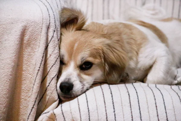 Dog rest at home. Portrait of sweet little mixed breed dog on bed. Cute small half breed dog laying, rest, enjoy and sleep in sofa, couch. Domestic animal, pet concept. Happy life of dog. Pet shop.