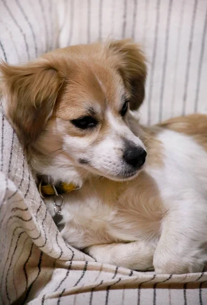 Dog rest at home. Portrait of sweet little mixed breed dog on bed. Cute small half breed dog laying, rest, enjoy and sleep in sofa, couch. Domestic animal, pet concept. Happy life of dog. Pet shop.