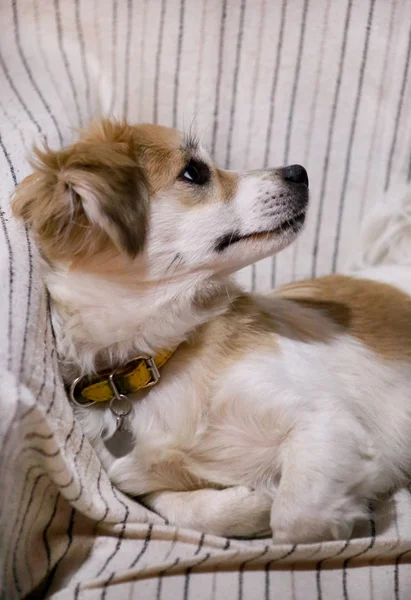 Dog rest at home. Portrait of sweet little mixed breed dog on bed. Cute small half breed dog laying, rest, enjoy and sleep in sofa, couch. Domestic animal, pet concept. Happy life of dog. Pet shop. Stock Image