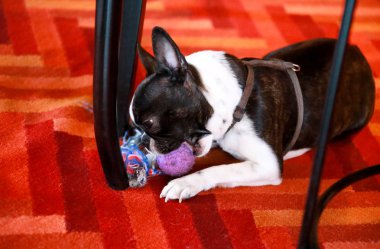 Boston Terrier tatlı köpek ırkı oynuyor ve onun en sevdiği oyuncak ile sahiptir, yerde köpekler için menekşe topu, evde kırmızı renkli ve çok renkli halı. Evcil hayvan dükkanı. Köpek oyunu ve eğlence. Evcil hayvan konsepti.