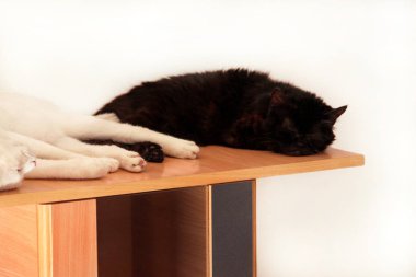 Siyah ve beyaz kediler dinlenir ve dairenin oturma odasında uyurlar. İki tatlı dişi kedi evlerinde, rahat mobilyalarda, ahşap dolapta uyuyorlar ve sabahları mutlu hissediyorlar. Hayvan konsepti.