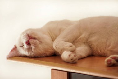 Güzel beyaz kedi dinlenme portresi ve bir apartman dairesinde uyumak. Sevgili dişi kedi, rahat mobilyaların içinde, ahşap dolapta, rahat bir şekilde uyuyan ve sabahları mutlu hisseden evinde keyfine bak. Hayvan konsepti.