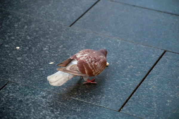 Alimentación de palomas. Paloma pájaro en la acera sostiene en su pico una palomita de maíz y come aislado. Detalle y vista de la hermosa paloma callejera en el pavimento en la calle de la ciudad y la plaza del centro, de cerca . — Foto de Stock