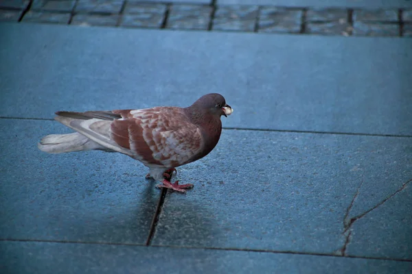 Voeren van duif. Vogelduif op trottoir houdt in zijn snavel een popcorn vast en eet geïsoleerd. Detail en uitzicht op prachtige straatduif op de stoep in de stad straat en het centrum plein, close-up. — Stockfoto