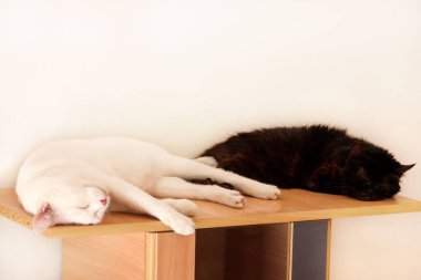 Siyah ve beyaz kediler dinlenir ve dairenin oturma odasında uyurlar. İki tatlı dişi kedi evlerinde, rahat mobilyalarda, ahşap dolapta uyuyorlar ve sabahları mutlu hissediyorlar. Hayvan konsepti.