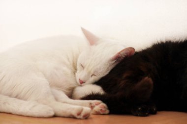 Siyah ve beyaz kediler dinlenir ve dairenin oturma odasında uyurlar. İki tatlı dişi kedi evlerinde, rahat mobilyalarda, ahşap dolapta uyuyorlar ve sabahları mutlu hissediyorlar. Hayvan konsepti.