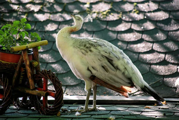 Портрет красотки самки павлина. Коммон Peafowl белый Peahen на крыше наслаждается в приятный солнечный день. Павлины считаются одними из самых великолепных и удивительных райских птиц на Земле . — стоковое фото