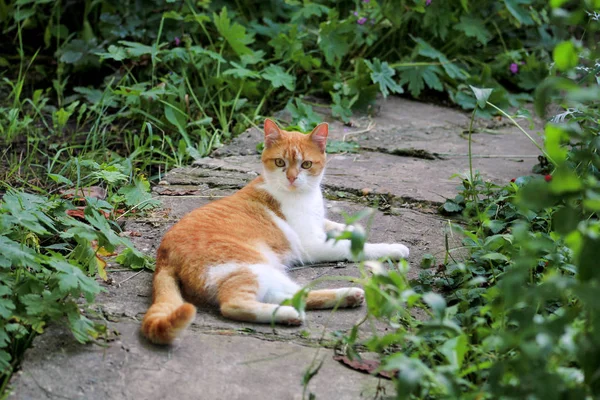 Retrato de gato juguetón multicolor doméstico lindo y dulce disfrutando en la diversión y el juego, descansando en hermoso jardín en buen día y ambiente natural con vegetación verde. Gato feliz y vida de mascota . — Foto de Stock