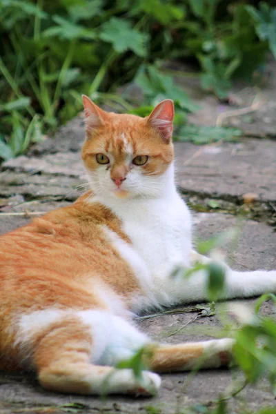 Portrait of cute and sweet domestic multicolored playful cat enjoying in fun and game, resting in beautiful garden on nice day and nature environment with green vegetation. Happy cat and life of pet. — Stock Photo, Image