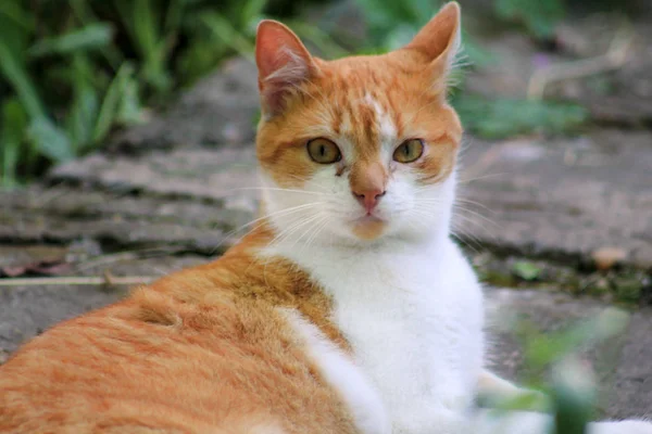 Retrato de gato juguetón multicolor doméstico lindo y dulce disfrutando en la diversión y el juego, descansando en hermoso jardín en buen día y ambiente natural con vegetación verde. Gato feliz y vida de mascota . — Foto de Stock