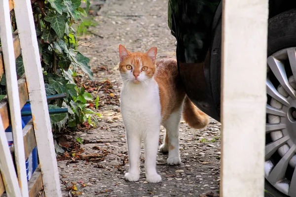 Retrato de gato juguetón multicolor doméstico lindo y dulce disfrutando en la diversión y el juego, descansando en hermoso jardín en buen día y ambiente natural con vegetación verde. Gato feliz y vida de mascota . — Foto de Stock