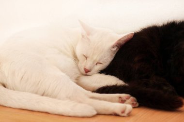 Siyah ve beyaz kediler dinlenir ve dairenin oturma odasında uyurlar. İki tatlı dişi kedi evlerinde, rahat mobilyalarda, ahşap dolapta uyuyorlar ve sabahları mutlu hissediyorlar. Hayvan konsepti.