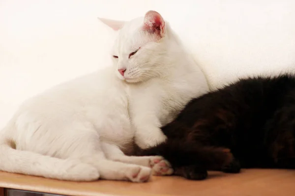 Black and white cats rest and sleep in living room of apartment. Two dear sweet female cats enjoy at home on wooden cabinet in comfortably furniture, asleep and feeling happy in morning. Pet concept. — Stock Photo, Image