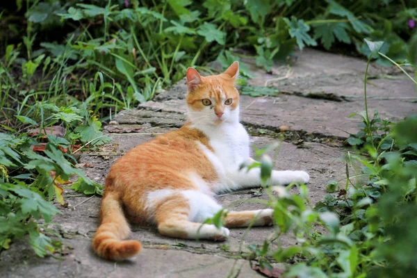 Portré aranyos és édes hazai sokszínű játékos macska élvez -ban móka és játék, pihenés -ban gyönyörû kert -on szép nap és természet környezet -val zöld növényzet. Boldog macska és élet kisállat. — Stock Fotó