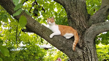 Ağaçtaki kırsal evcil kedi. Şirin ve sevimli ev kedisinin portresi, eğlenceli ve eğlenceli kedi, güzel bir bahçede dinleniyor ve yeşil bitki örtüsü ile doğa çevresi. Mutlu hayvan.