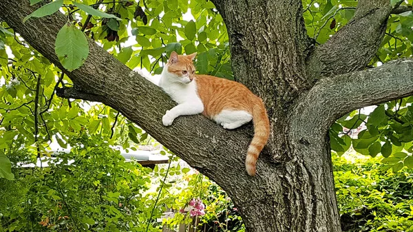 Rural domestic cat on tree. Portrait of cute and sweet domestic multicolored playful cat enjoying in fun and game, resting in beautiful garden and nature environment with green vegetation. Happy pet. — Stock Photo, Image