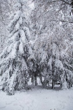 Ağaçlar, Kiev güzel kış panorama kar ile kaplı