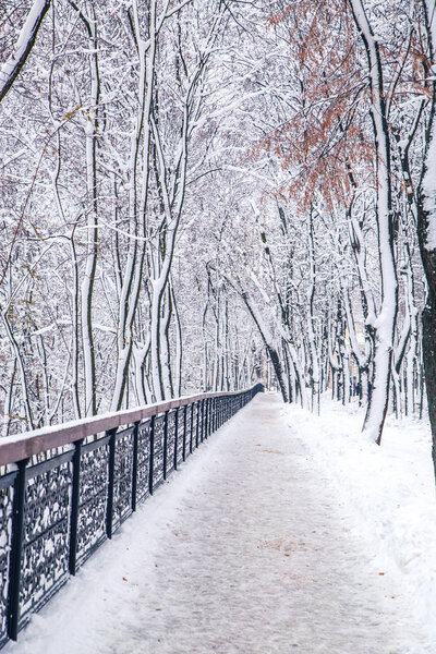 Beautiful winter panorama with snow covered trees, Kiev
