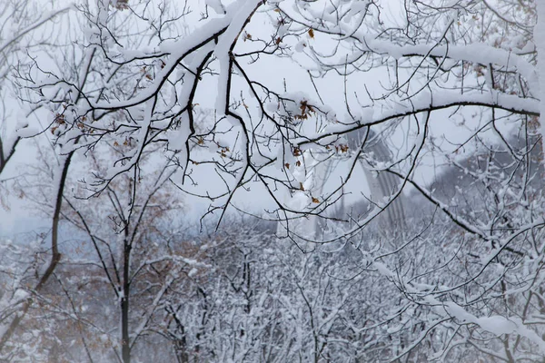 Belo Panorama Inverno Com Árvores Cobertas Neve Kiev — Fotografia de Stock