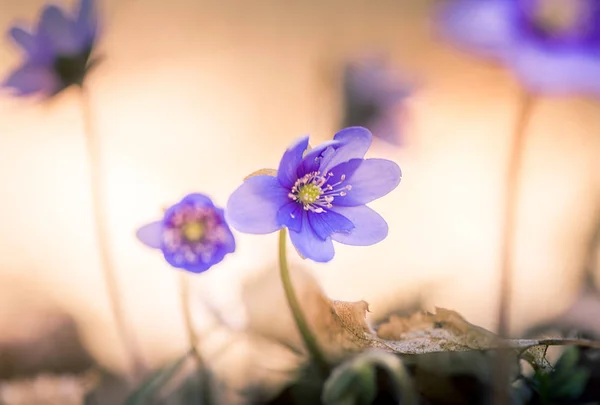 Pierwiosnki makro tło bokeh — Zdjęcie stockowe