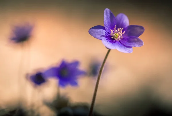 Çuha çiçeği makro arka plan bokeh