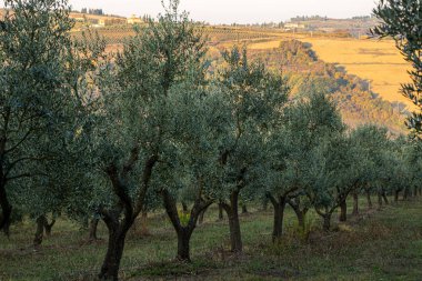 Gün doğumunda Toskana tarlaları ve zeytinlikler