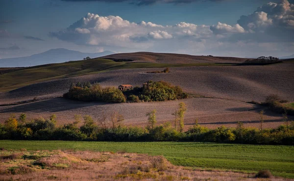 Toscaanse velden en olijfboomgaarden bij zonsopgang — Stockfoto