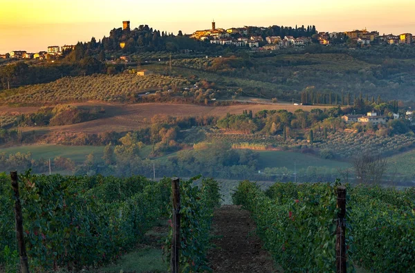 Gün doğumunda Toskana tarlaları ve zeytinlikler