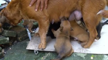 Yavru köpekler anne sütünden yemek