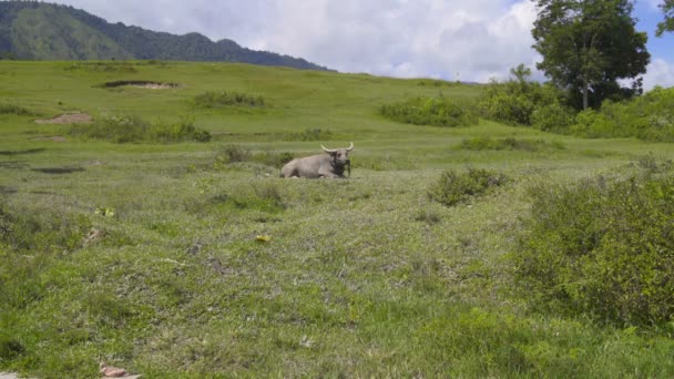 Büffel liegt auf einer Lichtung mit Blick auf die Berge — Stockvideo
