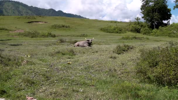 Buffalo ligt op een weide tegen de achtergrond van de bergen — Stockvideo