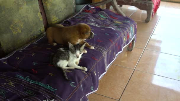 Sur le canapé se trouve chiot et chaton — Video