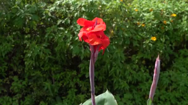 Bela flor vermelha — Vídeo de Stock