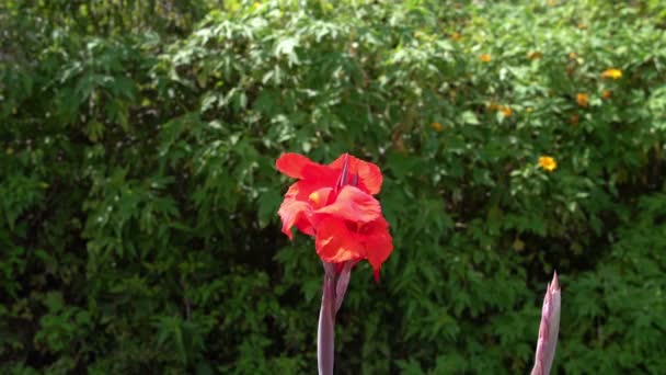 美しい赤い花をスニッフィングの女性 — ストック動画