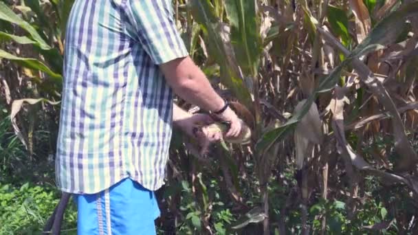 O homem arranca a espiga de milho e limpa-a. — Vídeo de Stock