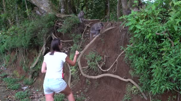 Mulher alimentando macacos com frutas longan — Vídeo de Stock