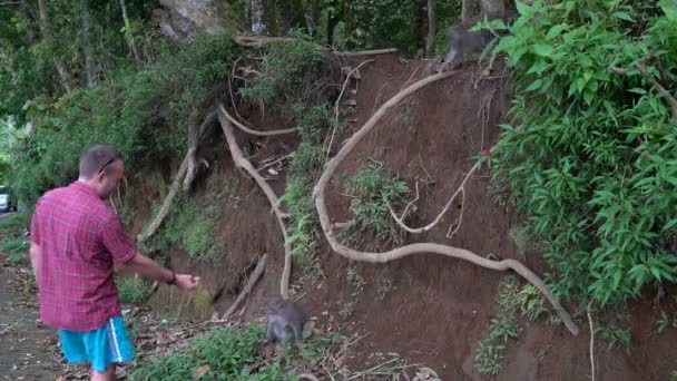 Mann füttert Affen mit Frucht-Longan — Stockvideo