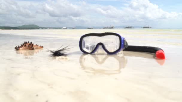 En la costa se encuentra la máscara con snorkel, estrellas de mar y erizo de mar — Vídeo de stock