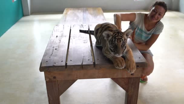 Mujer acariciando a un tigre pequeño — Vídeos de Stock