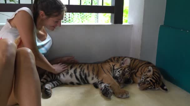 Two Tiger Cub doze. Next, a woman sits and strokes them — Stock Video