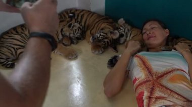 Kadın kaplan Cubs ile yatıyor. Adam telefonda fotoğraf çeker