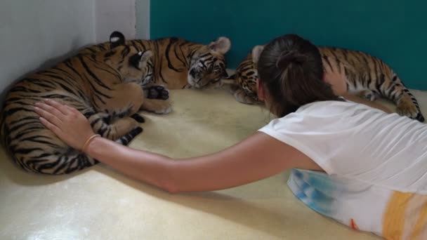 Egy nő fekszik a padlóra mellett három kis tigrisek — Stock videók
