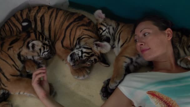 Kvinnan ligger hos unga tigrar och strök sin — Stockvideo