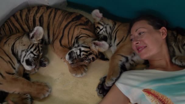 Girl lies next to three tiger cubs sleeping — Stock Video