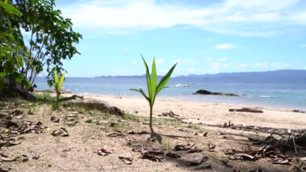 棕榈树在海滩上生长 — 图库视频影像