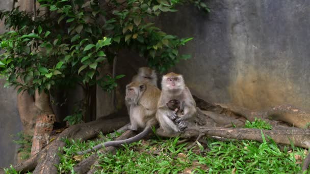 Macaco com bebê sentado debaixo de uma árvore — Vídeo de Stock