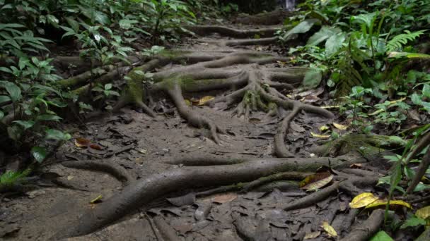 Uma mulher caminha na selva ao longo de um caminho coberto de raízes de árvores — Vídeo de Stock