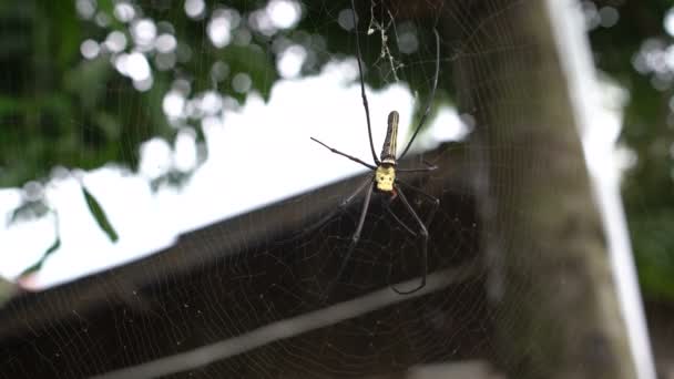 Eine große Spinne im Netz — Stockvideo