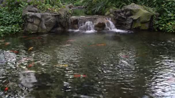 Lagoa artificial com peixes e cachoeira — Vídeo de Stock